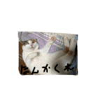 日常に使えるスタンプ 猫編（個別スタンプ：14）