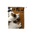 日常に使えるスタンプ 猫編（個別スタンプ：15）