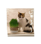 日常に使えるスタンプ 猫編（個別スタンプ：16）