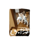 日常に使えるスタンプ 猫編（個別スタンプ：17）