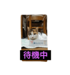 日常に使えるスタンプ 猫編（個別スタンプ：18）