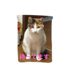 日常に使えるスタンプ 猫編（個別スタンプ：19）