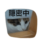 日常に使えるスタンプ 猫編（個別スタンプ：21）