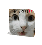 日常に使えるスタンプ 猫編（個別スタンプ：23）