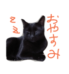 黒猫ゴンちゃん（個別スタンプ：2）