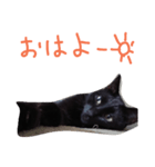 黒猫ゴンちゃん（個別スタンプ：3）