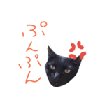 黒猫ゴンちゃん（個別スタンプ：7）