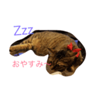 キジトラこうめ（個別スタンプ：1）