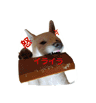 dangomochi,greeting（個別スタンプ：22）