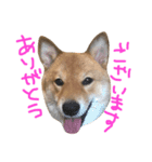 柴犬 むすびくん（個別スタンプ：1）