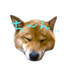 柴犬 むすびくん（個別スタンプ：4）