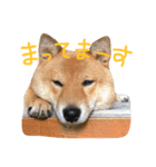 柴犬 むすびくん（個別スタンプ：6）