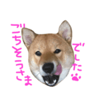 柴犬 むすびくん（個別スタンプ：8）