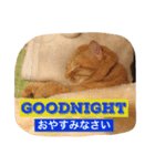 専務2（個別スタンプ：6）