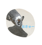 あやこんうさぎ（個別スタンプ：16）