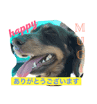 チョコタンムギ（個別スタンプ：2）