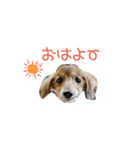 シニア犬レオン（個別スタンプ：1）