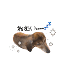 シニア犬レオン（個別スタンプ：2）