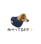シニア犬レオン（個別スタンプ：3）
