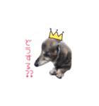 シニア犬レオン（個別スタンプ：4）