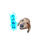 シニア犬レオン（個別スタンプ：5）