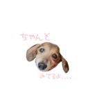 シニア犬レオン（個別スタンプ：6）