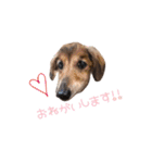 シニア犬レオン（個別スタンプ：7）
