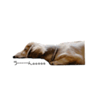 シニア犬レオン（個別スタンプ：8）