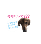 シニア犬レオン（個別スタンプ：9）
