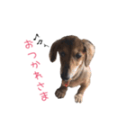 シニア犬レオン（個別スタンプ：10）