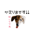 シニア犬レオン（個別スタンプ：11）