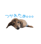 シニア犬レオン（個別スタンプ：12）