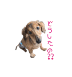 シニア犬レオン（個別スタンプ：13）