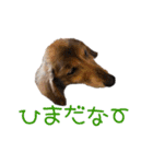 シニア犬レオン（個別スタンプ：14）