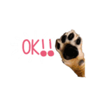 シニア犬レオン（個別スタンプ：15）