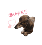 シニア犬レオン（個別スタンプ：17）