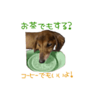 シニア犬レオン（個別スタンプ：18）