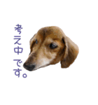 シニア犬レオン（個別スタンプ：19）
