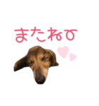 シニア犬レオン（個別スタンプ：20）