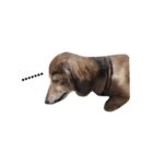 シニア犬レオン（個別スタンプ：22）