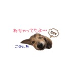 シニア犬レオン（個別スタンプ：23）