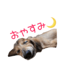 シニア犬レオン（個別スタンプ：24）