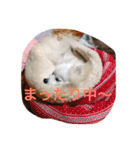 こっちゃん.シリーズ1（個別スタンプ：13）