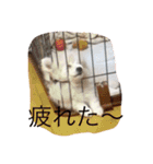 こっちゃん.シリーズ1（個別スタンプ：15）