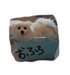 こっちゃん.シリーズ1（個別スタンプ：16）