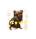 チワワのクー（個別スタンプ：7）