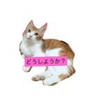 可愛い猫たち3（個別スタンプ：3）