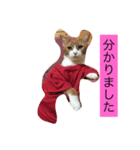 可愛い猫たち3（個別スタンプ：6）