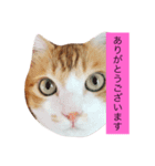 可愛い猫たち3（個別スタンプ：9）