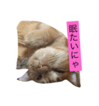 可愛い猫たち3（個別スタンプ：10）